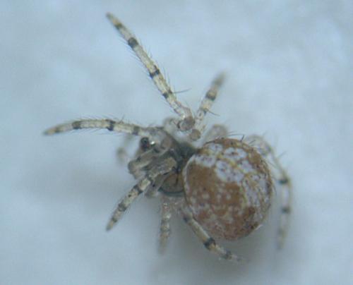 Réf. 35 577 : Theridion sp.