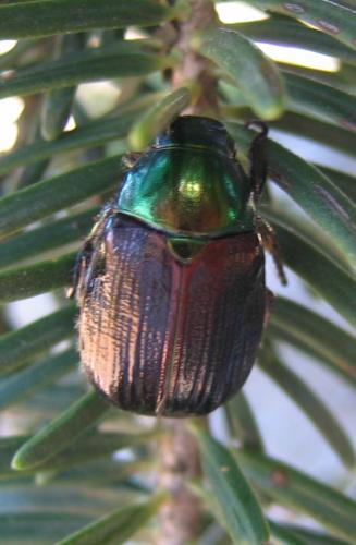Mimela aurata