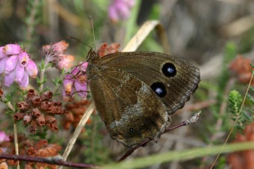 Minois dryas