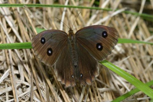 Minois dryas