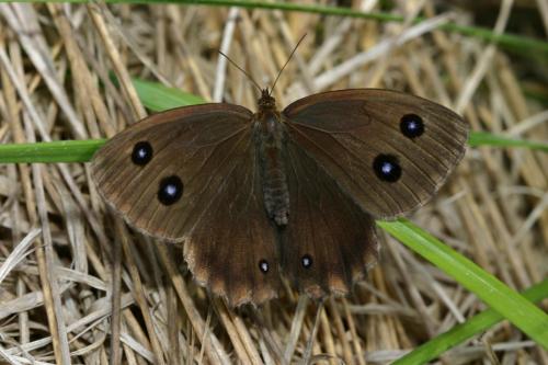 Minois dryas