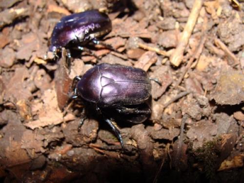 Eupotosia mirifica