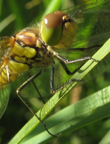 Sympetrum striolatum