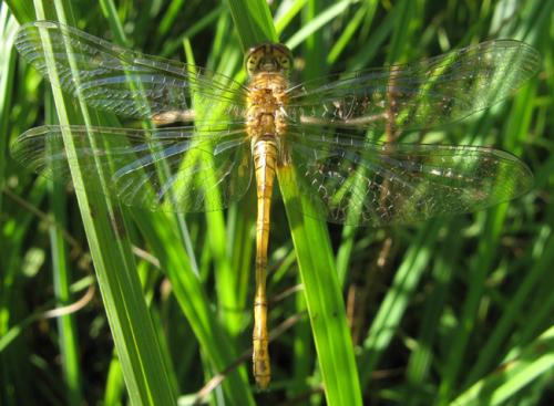 Sympetrum striolatum