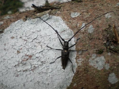 Monochamus sartor