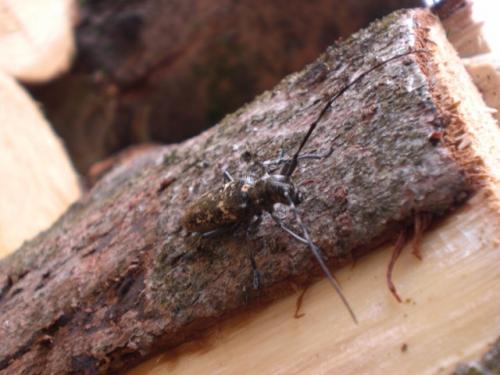Monochamus sartor