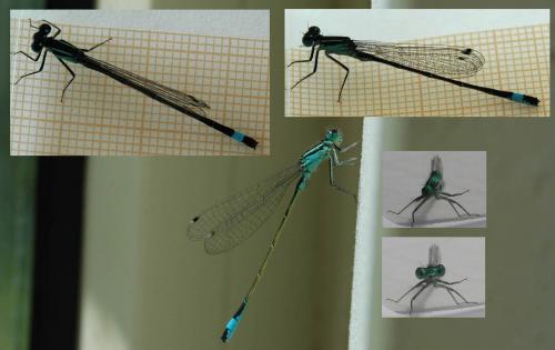 Ischnura elegans