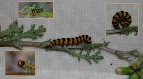 Tyria jacobaeae