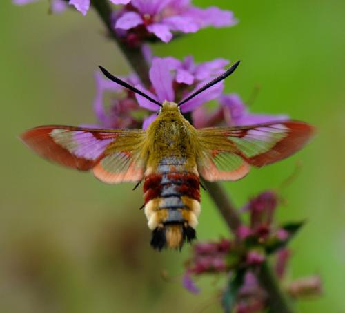 Réf. 35 655 : Hemaris fuciformis