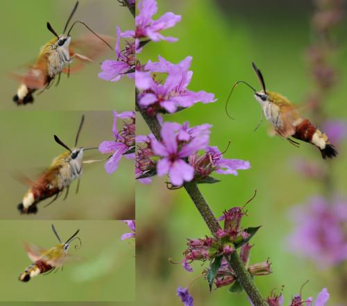Hemaris fuciformis