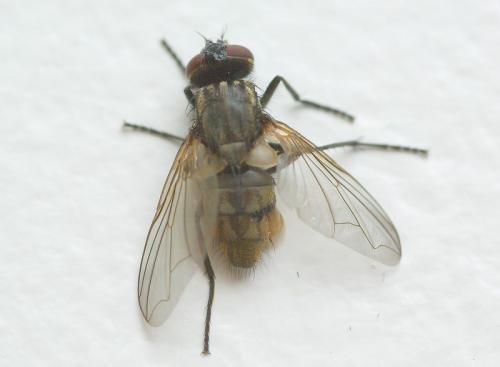 Musca domestica