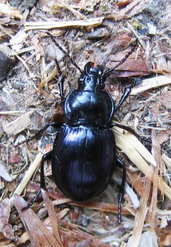 Réf. 35 375 : Myas chalybaeus