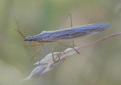 Nabis capsiformis