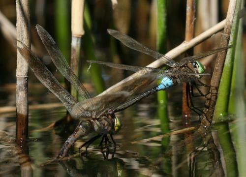 Anax parthenope