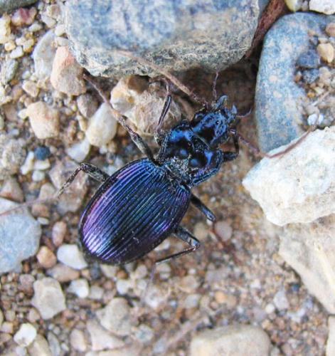 Réf. 35 360 : Nebria kratteri