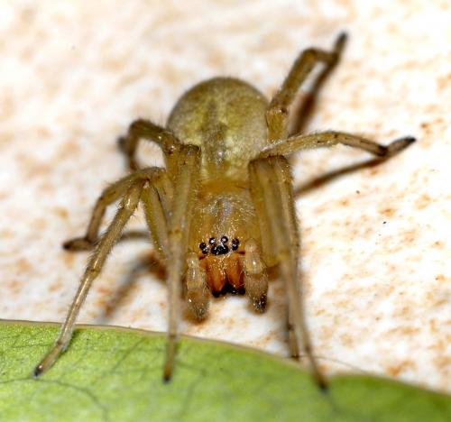 Cheiracanthium sp.
