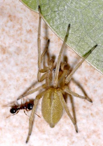 Cheiracanthium sp.