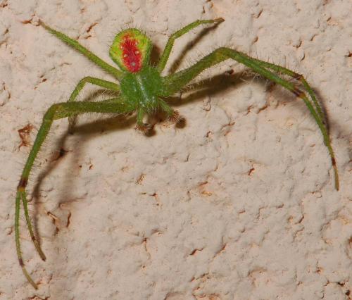 Heriaeus sp.