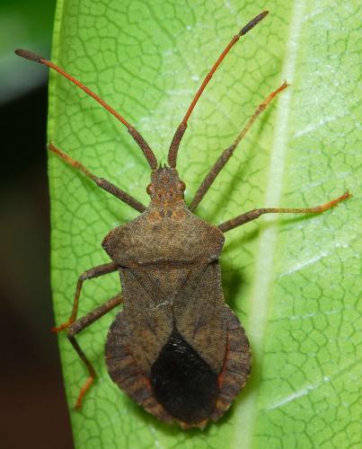 Réf. 35 640 : Coreus marginatus