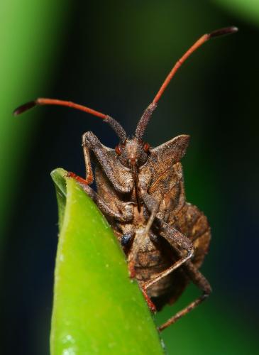 Coreus marginatus