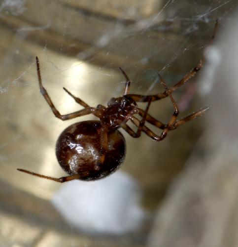 Steatoda bipunctata