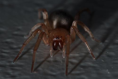 Drassodes sp.