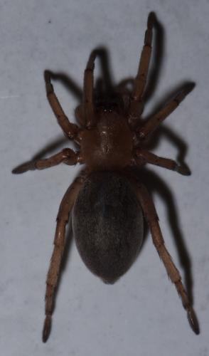 Drassodes sp.