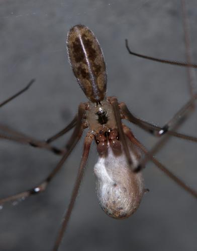 Pholcus sp.