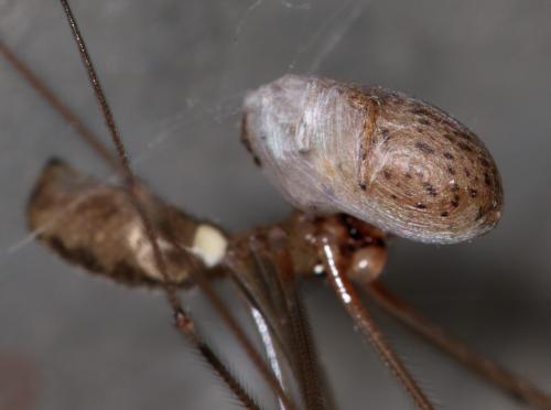 Pholcus phalangioides
