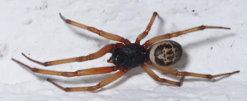 Réf. 35 862 : Steatoda nobilis