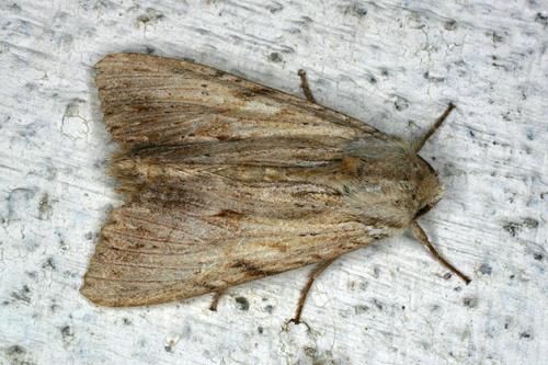 Réf. 35 509 : Apamea lithoxylaea