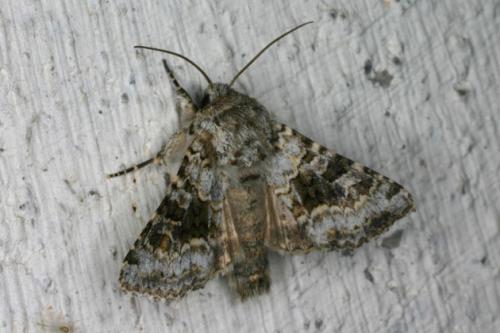 Hecatera bicolorata