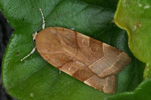 Noctua fimbriata