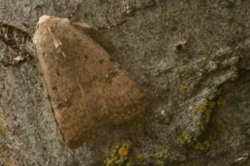 Réf. 35 155 : Caradrina clavipalpis