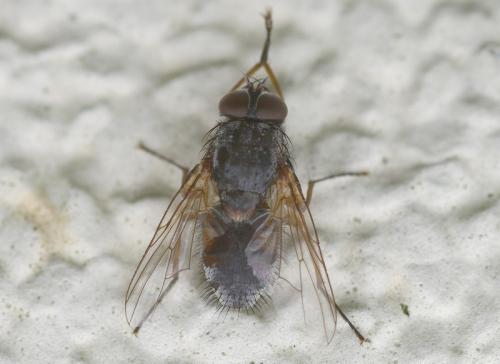 Muscina stabulans