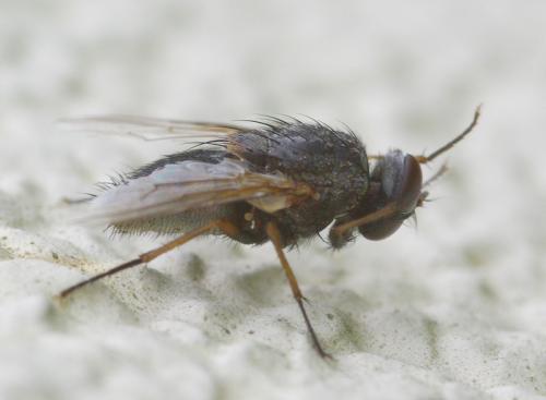 Muscina stabulans