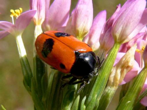 Réf. 35 481 : Clytra laeviuscula