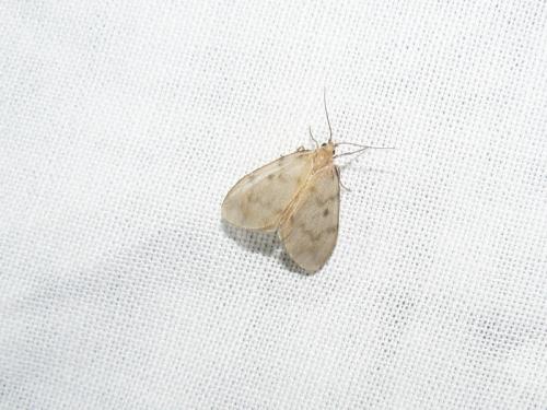 Nudaria mundana
