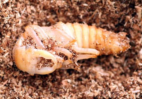 Réf. 35 243 : Lucanus cervus