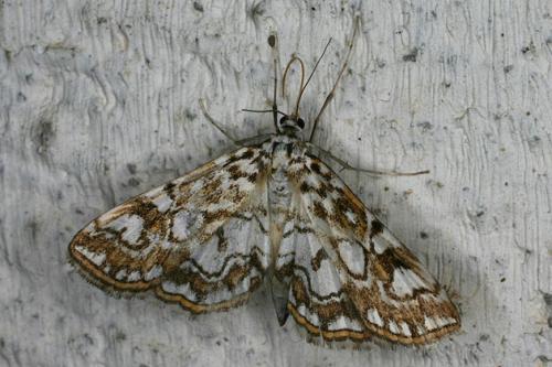 Réf. 35 501 : Elophila nymphaeata