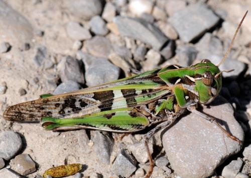 Réf. 35 306 : Oedaleus decorus