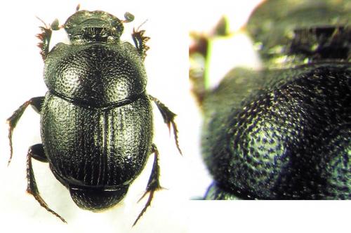 Réf. 35 502 : Onthophagus ovatus