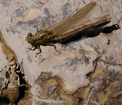 Réf. 35 987 : Onychogomphus forcipatus