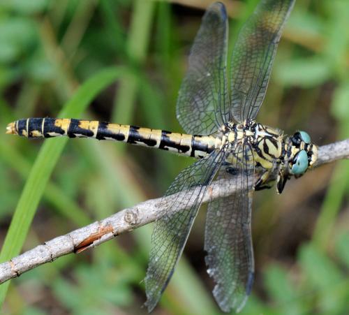 Réf. 35 297 : Onychogomphus forcipatus