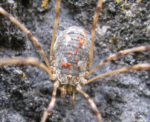 Mitopus glacialis