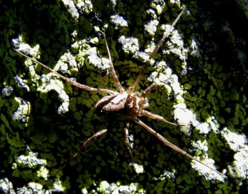 Réf. 35 252 : Mitopus morio