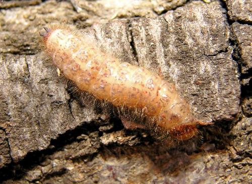 Opilo domesticus