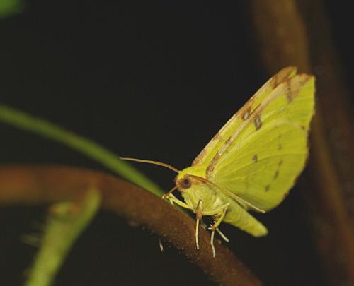 Opisthograptis luteolata