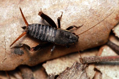 Mogoplistes brunneus