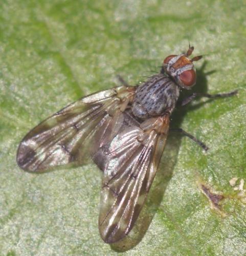 Réf. 35 465 : Otites guttata